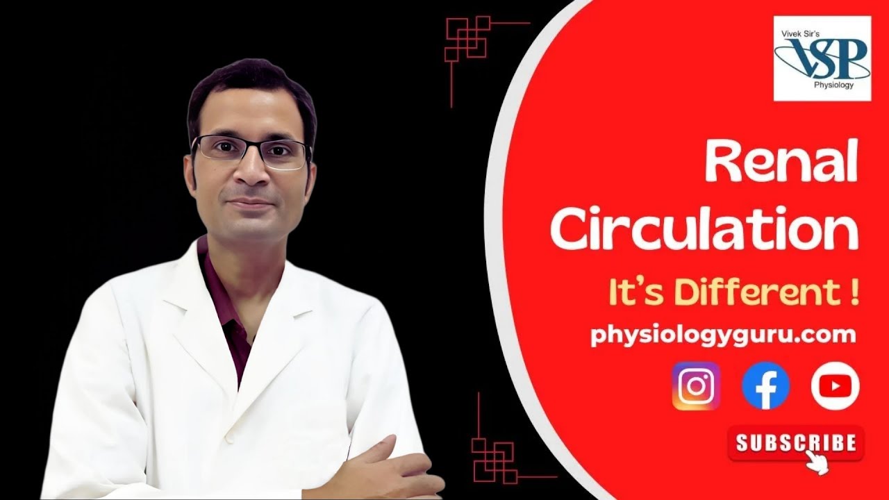 Renal circulation - 
