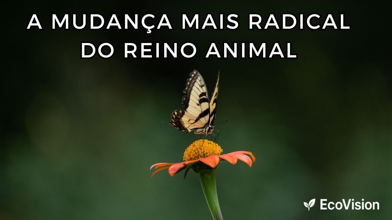 METAMORFOSE: A Transforma&ccedil;&atilde;o Mais Impressionante da Natureza | Document&aacute;rio Completo