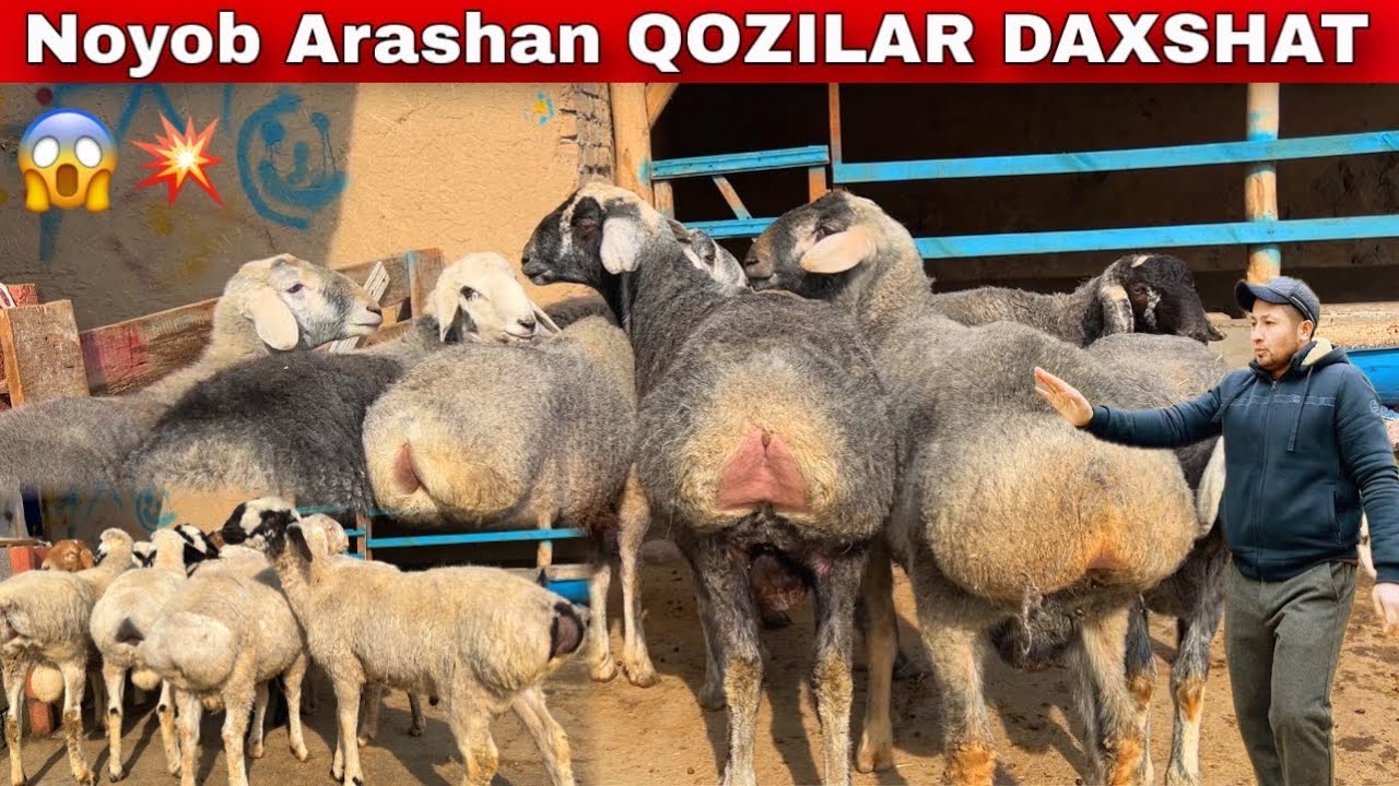 Muhriddin akaga KOK-OQ NOYOB qozilar keldi 😱 NARX SHOK🇰🇬