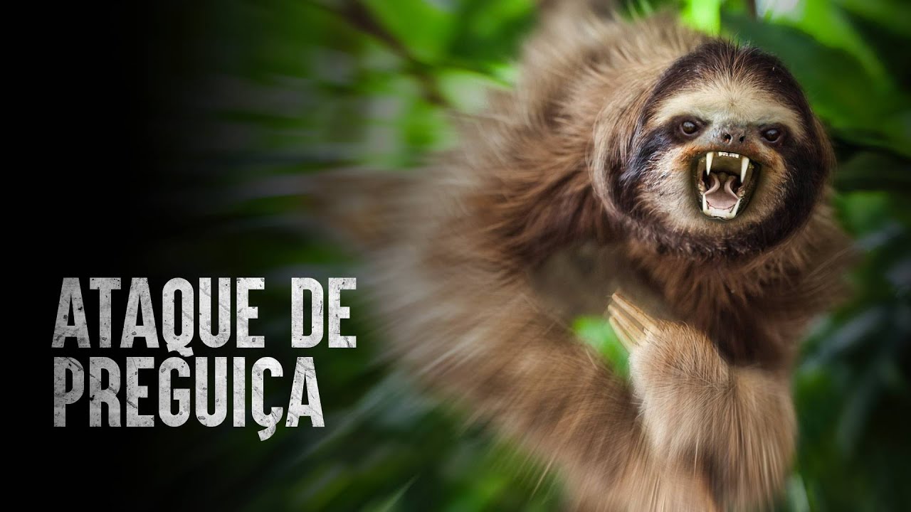 Como sobreviver a um ataque de bicho pregui&ccedil;a?