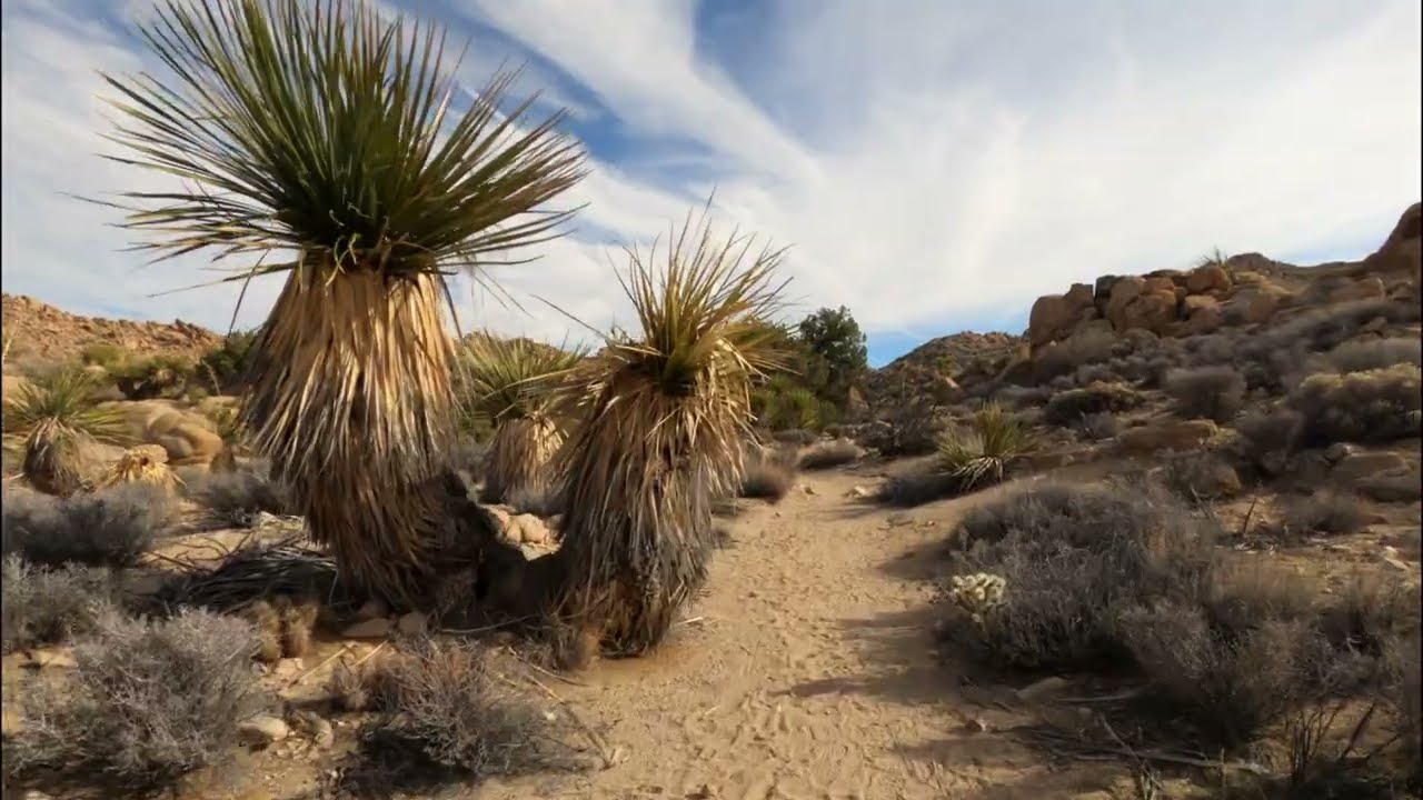 Maze Loop Trail Hike in Joshua Tree National Park