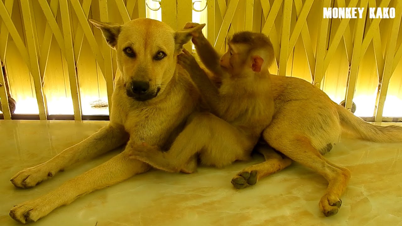 Adorable Brother Kako Take Care And Checking Ears For Younger Brother Puppy MoMo