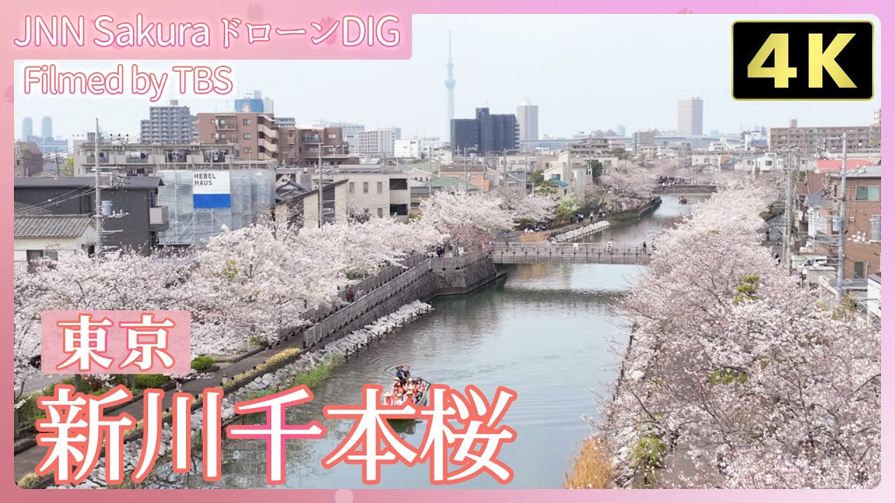 江戸情緒あふれる新川千本桜　(シンカワセンボンザクラ）【JNN sakuraドローンDIG 2024】