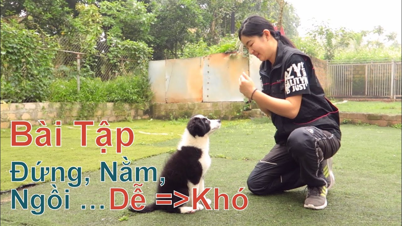 T2: Dạy Chó Nhỏ Tại Nhà - Bài Tập: Đứng, Nằm, Ngồi - Từ Dễ Đến Khó/ NhamTuatTV - Dog In Vietnam