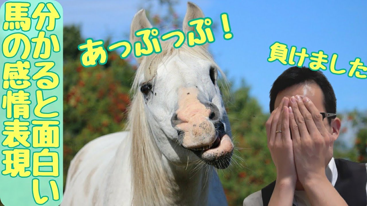 馬の感情表現を知ろう！リラックスしてる時、怒ってる時の特徴は？