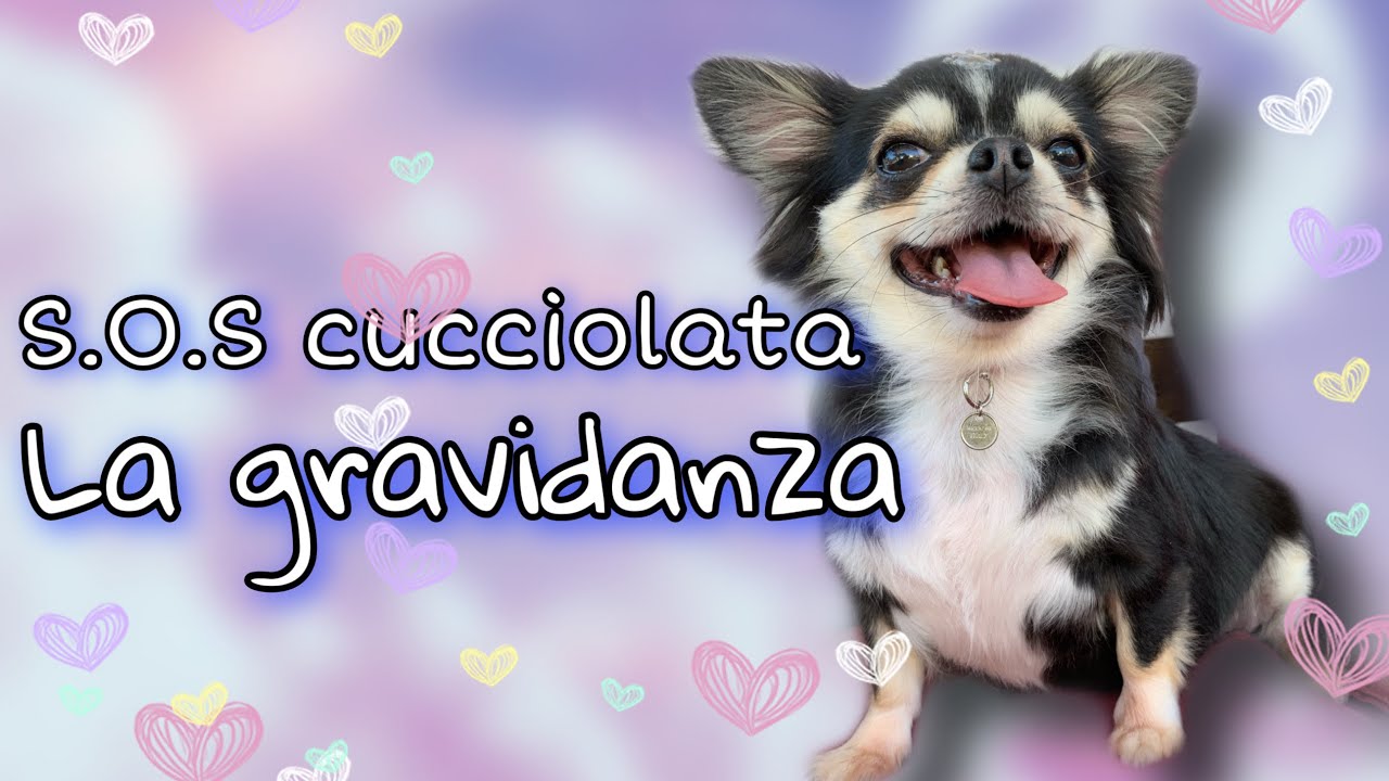 SOS CUCCIOLATA 3 la gravidanza del cane