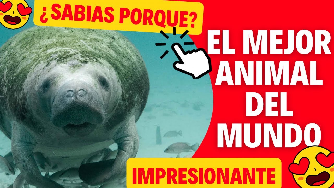 Nadando con MANATIES: Una experiencia inolvidable😱