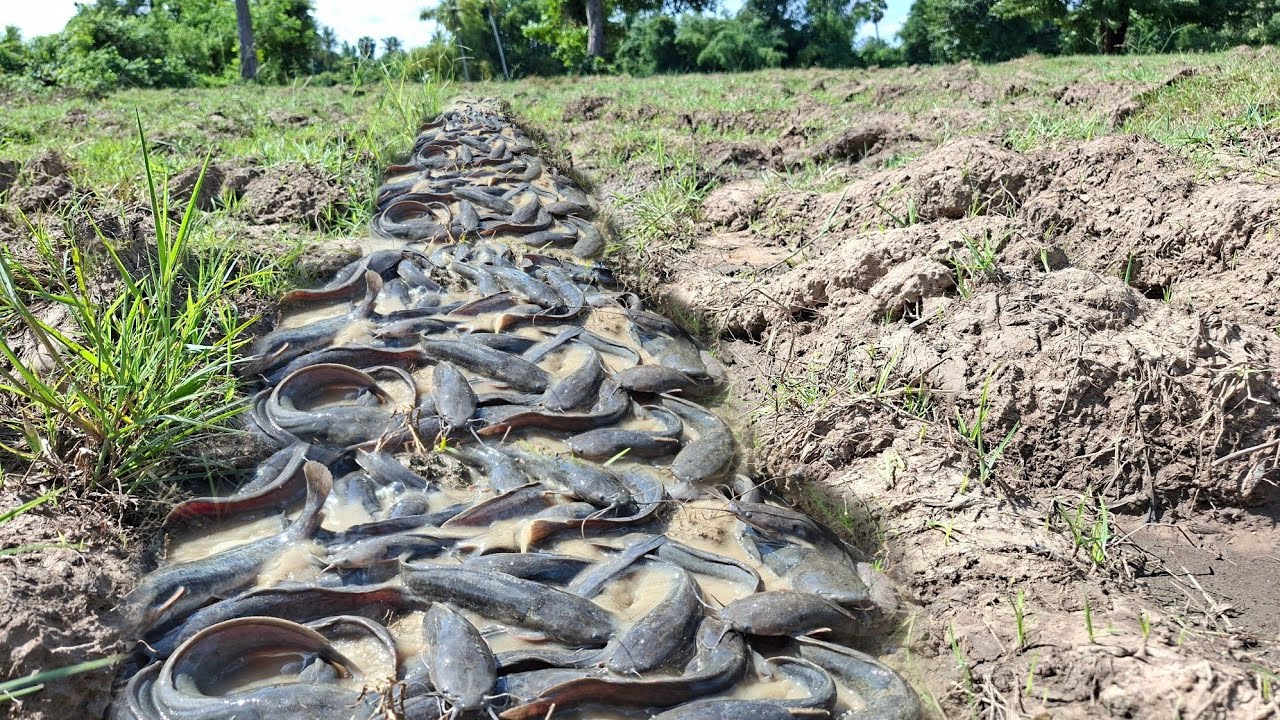 best fishing skills - catch a lot of fish in mud at rice field by best hand a smart fisherwoman