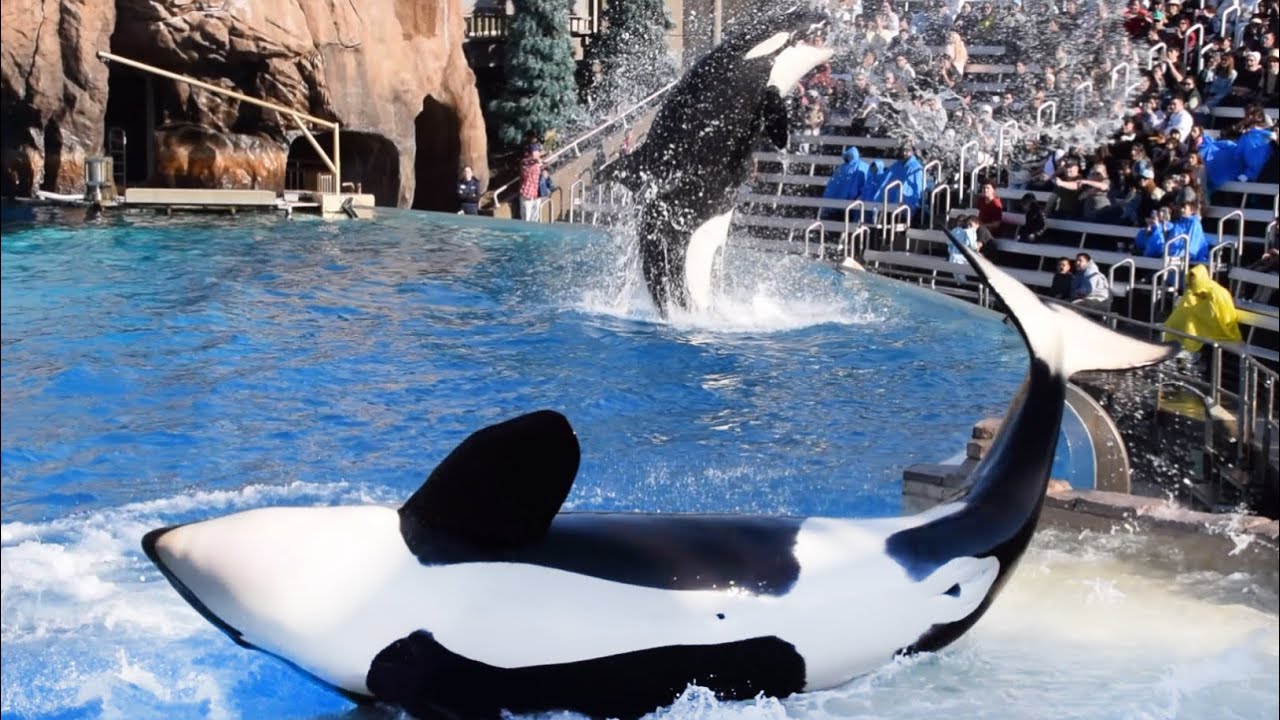 SeaWorld San Diego- INSIDE LOOK Orca Presentation (Full Show) January 11, 2025 at 2PM