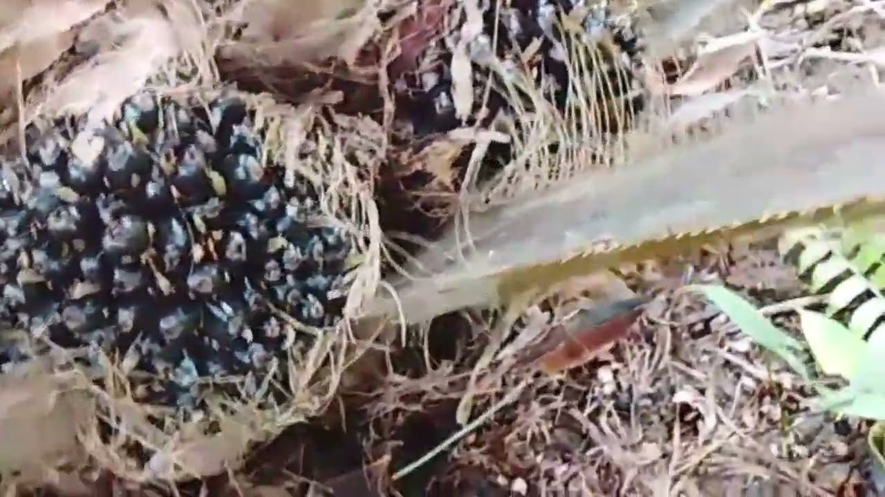 PERTUMBUHAN KELAPA SAWIT DI LAHAN GAMBUT YG BLM PADAT SAMA GAMBUT SUDAH PADAT JIKA BENAR2 DI RAWAT