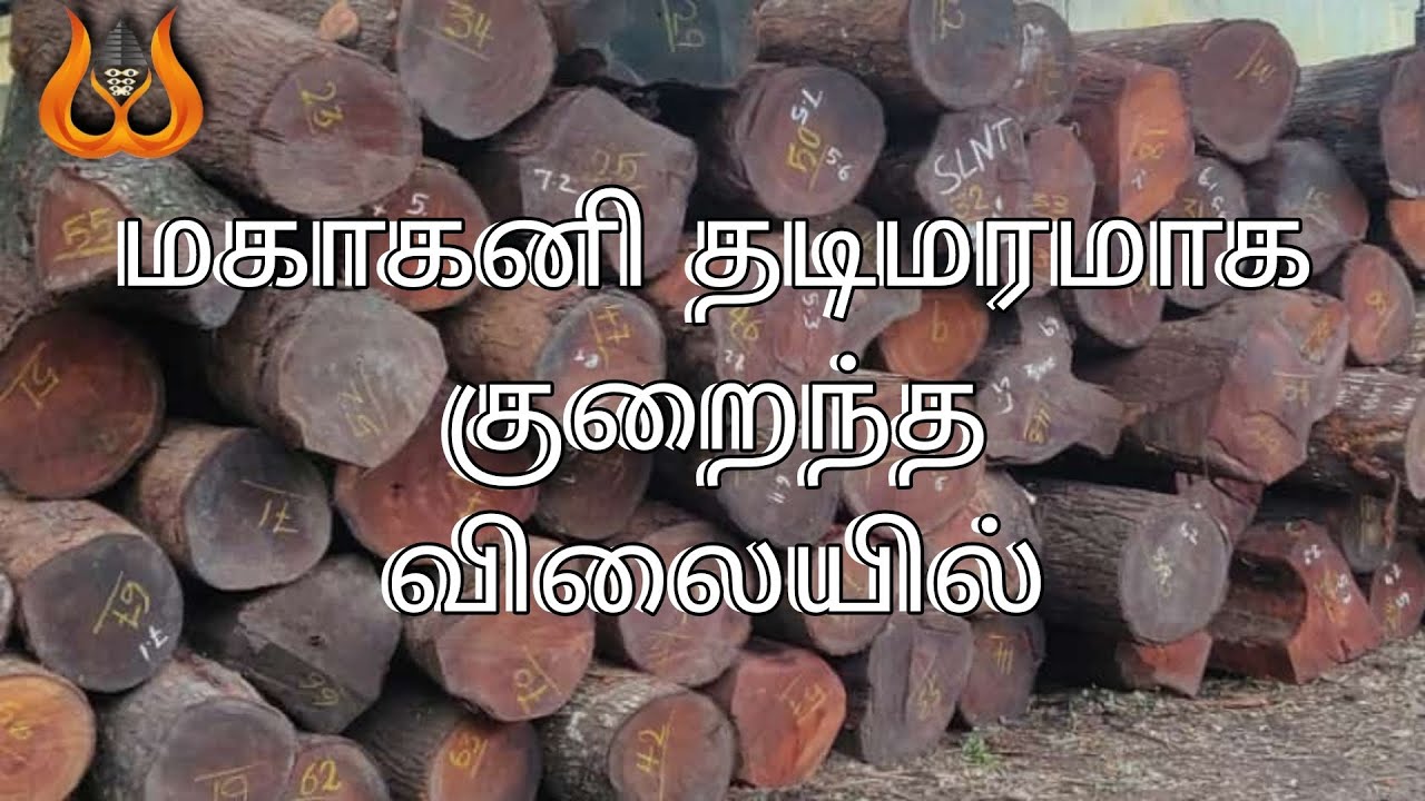 மகாகனி தடிமரம்|| Mahagony Round Log || @sreelaxminarayanatimberspvtltd || Pollachi