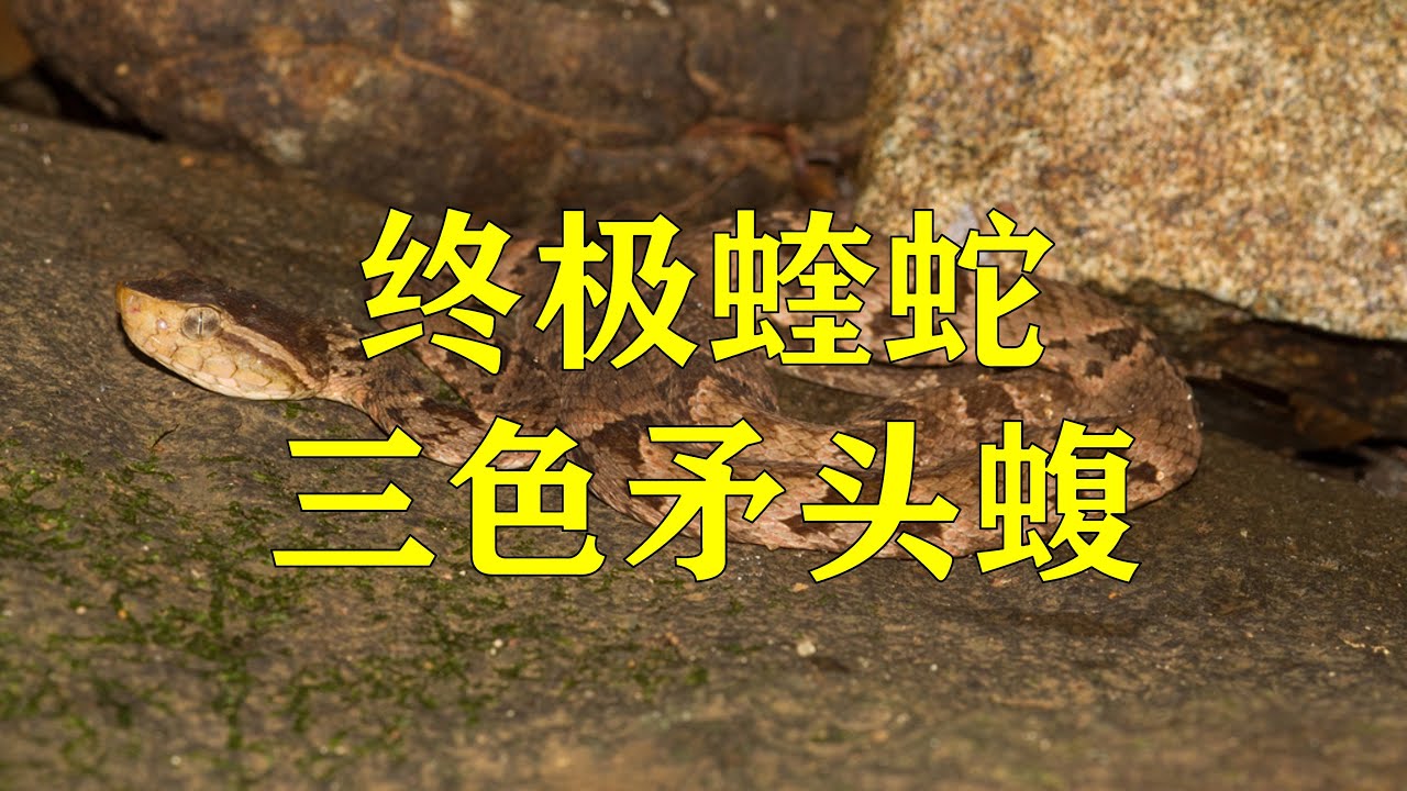 终极蝰蛇：三色矛头蝮（Bothrops asper）
