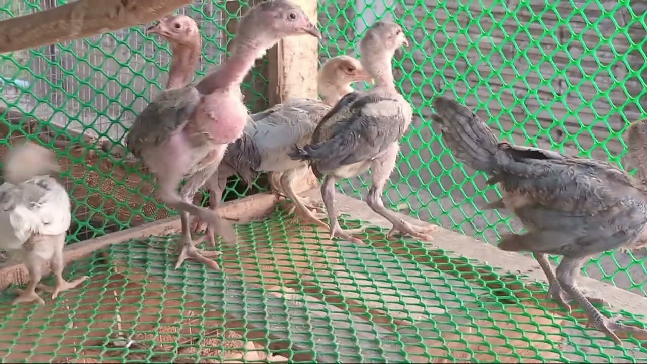 ณัฐวุฒิ์ คนกับไก่