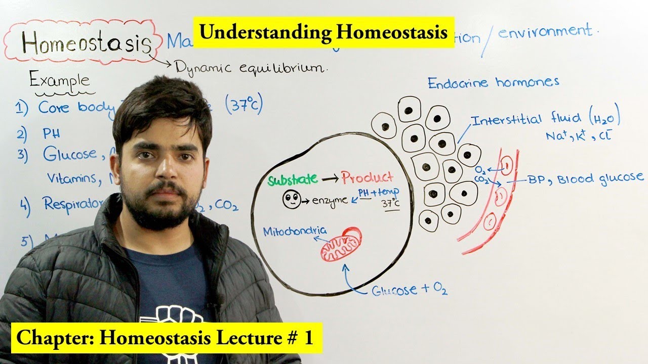 Homeostasis Introduction and Overview