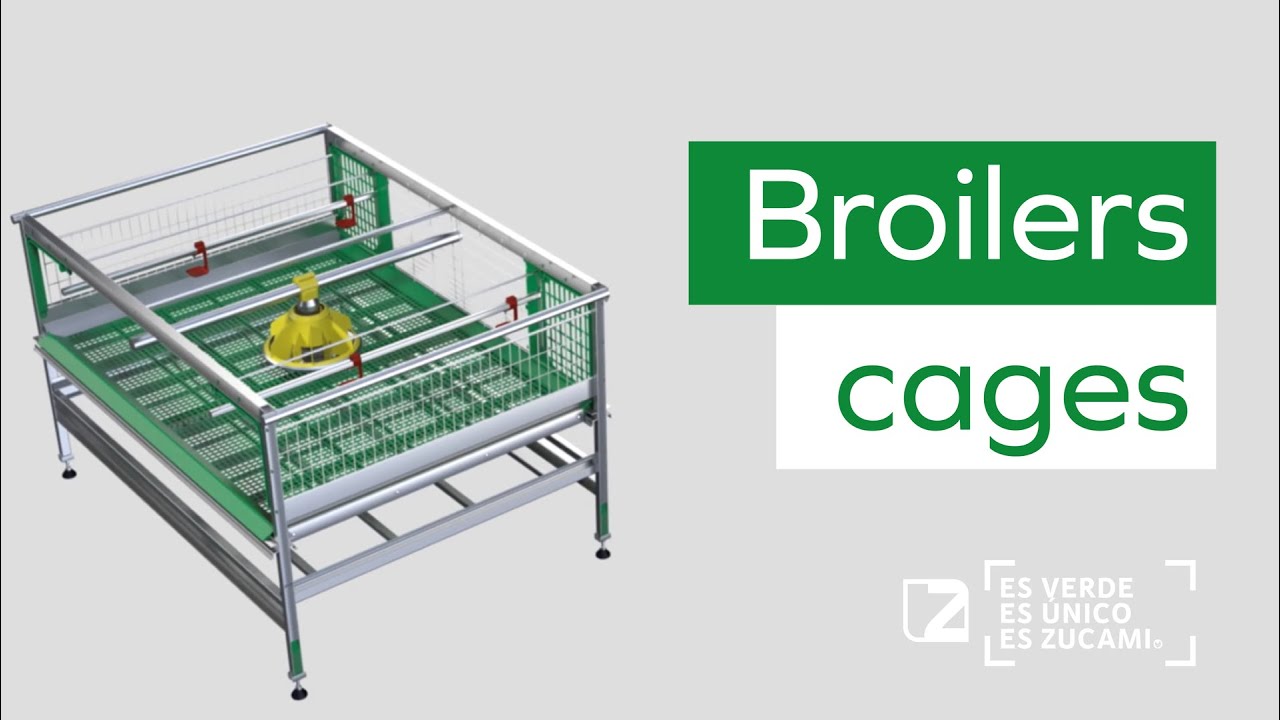 🐣🐣🐣 BROILERS CAGES. ZUCAMI, THE MODERN AUTOMATED POULTRY. Poultry Meat Production