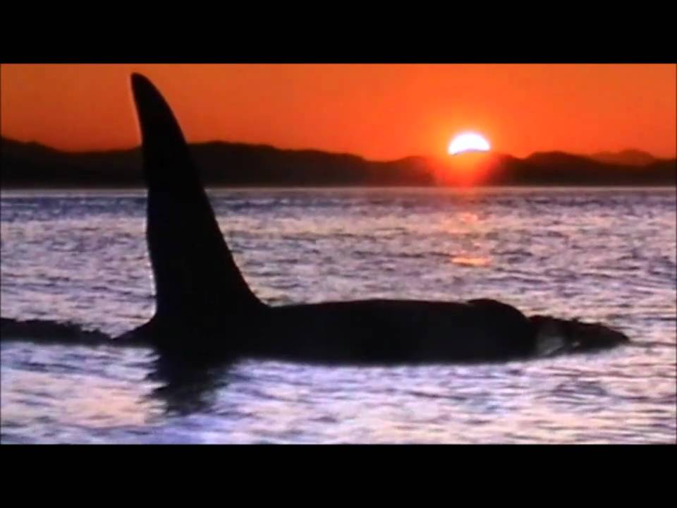 Keiko - transformation ( Phil. Collins version )
