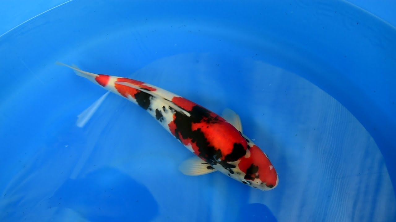 Modern Koi Blog #932 - Live from Japan: Selektion von Nisai Männern