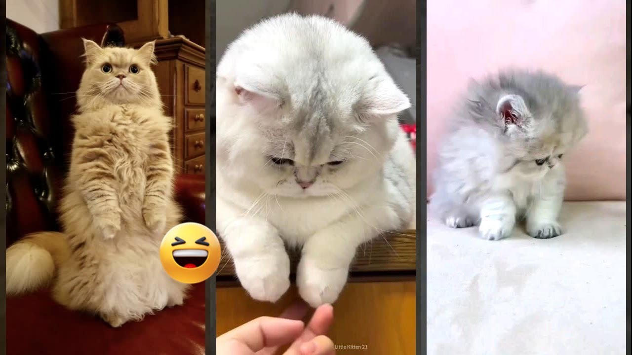 Funny Cats 2024 🐕 Cats Being Cats 🐈‍⬛ #FunnyCats Ep 8830