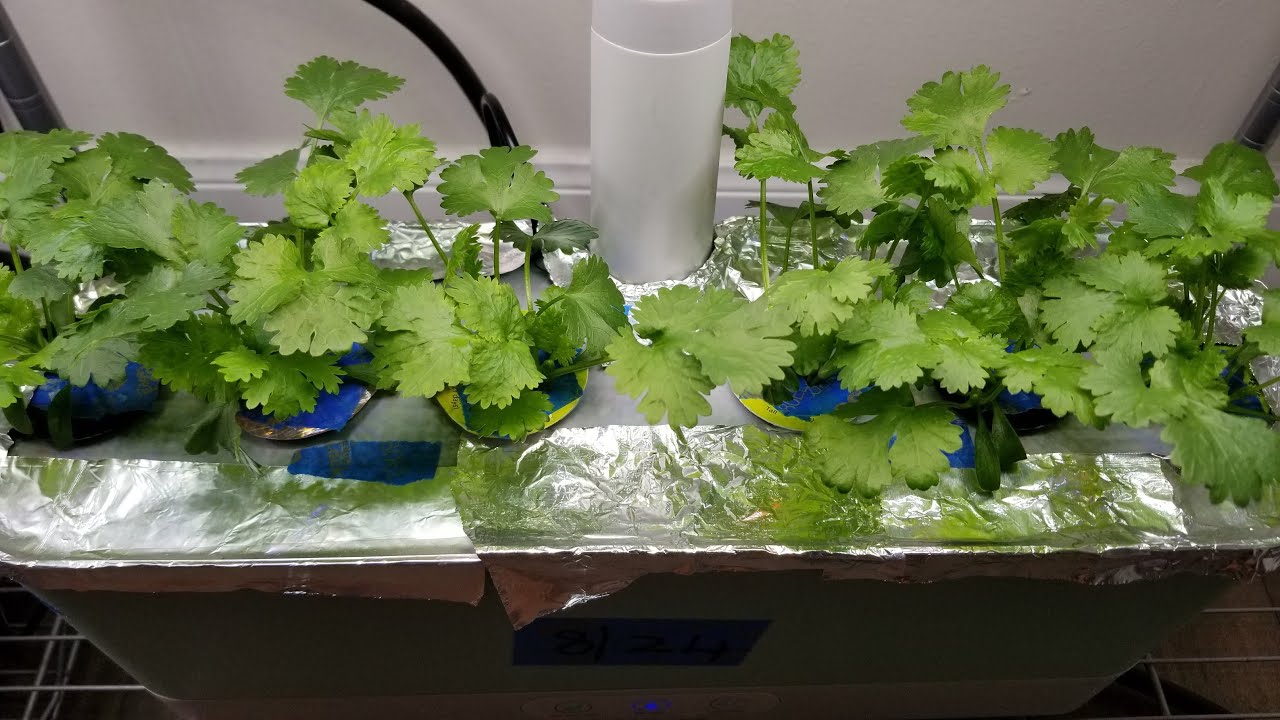 Выращивайте кинзу в гидропонной системе Aerogarden Harvest