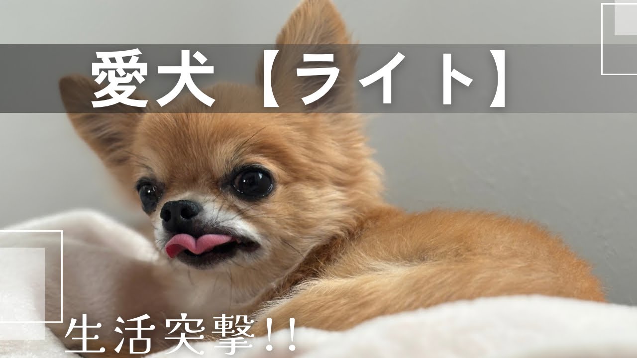 愛犬の生活に突撃してきた❕blog〜