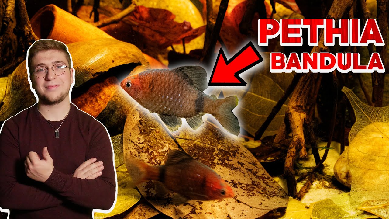 LA SUITE DU TUTO BLACKWATER (évolution de l'aquarium)
