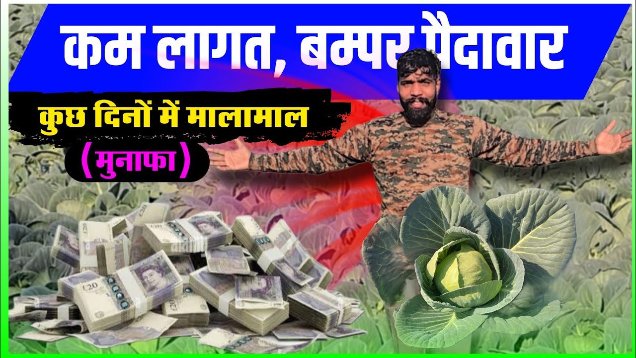 Лучший сорт капусты, сохраняющий свежесть дольше всего | Лучший сорт капусты 🌿