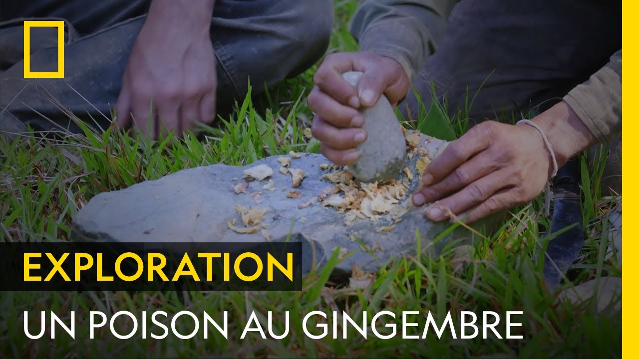 Confection d'un puissant poison à partir de gingembre et d'une plante locale