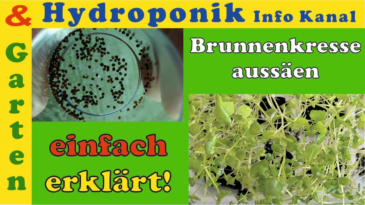 Brunnenkresse Setzlinge aus Samen ziehen: Eine Praxis-Anzucht & Tipps für schnelle Ergebnisse
