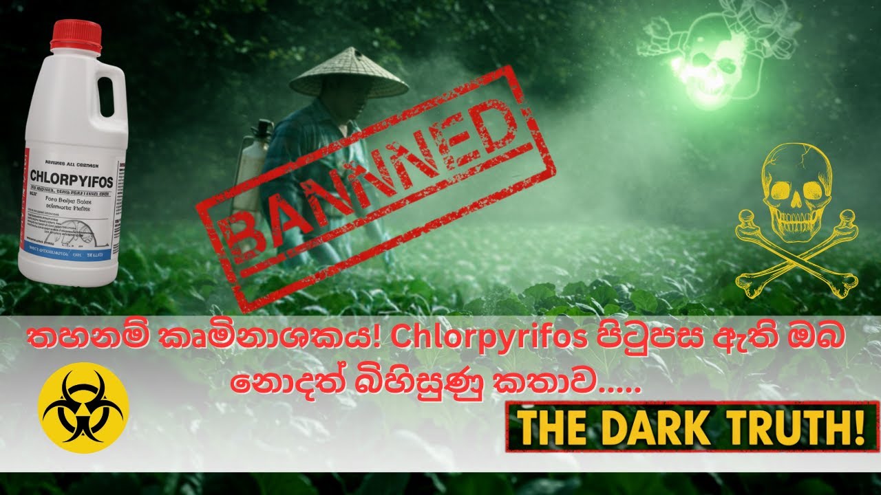 තහනම් කෘමිනාශකය! Chlorpyrifos පිටුපස ඇති ඔබ නොදත් බිහිසුණු කතාව.