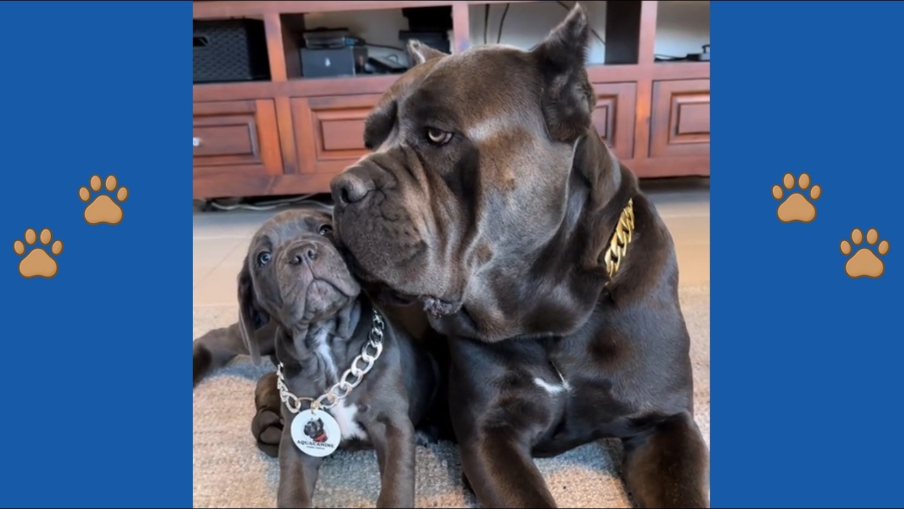 150 Pound Cane Corso Sensing Something Wrong With Luna — What They Discovered Changes EVERYTHING!
