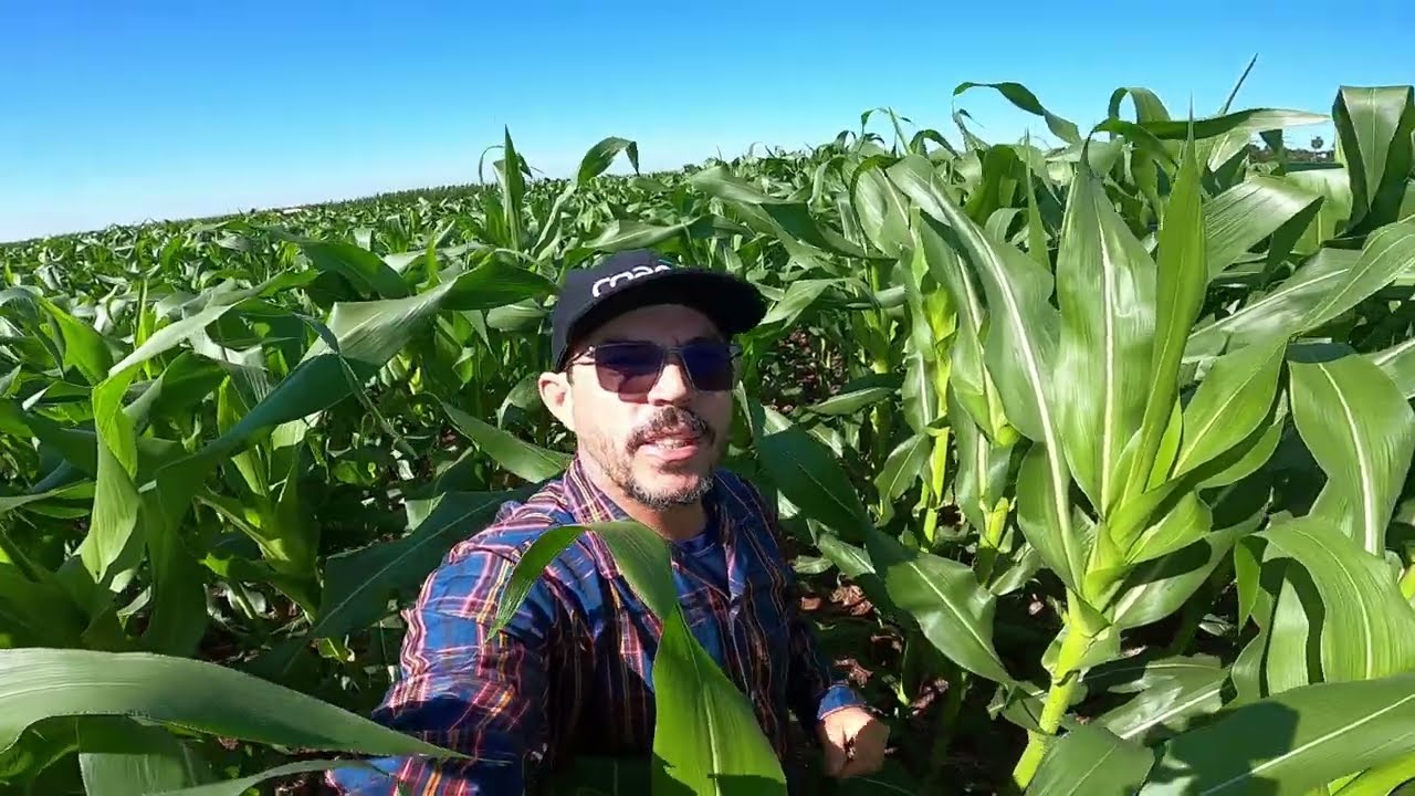 TRIGO TORUK e  NOSSO PIOR MILHO e DICAS DA URÉIA NO TRIGO