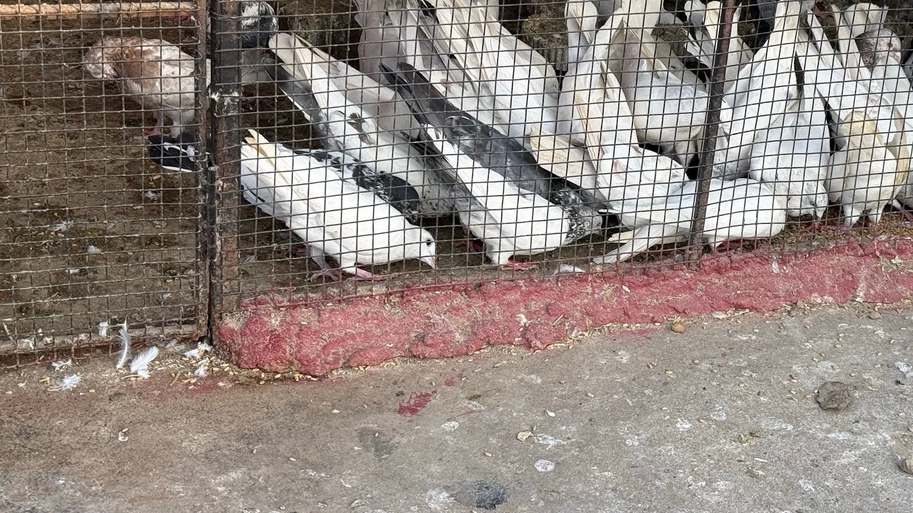 Zaman pigeon Care  is live🕊️