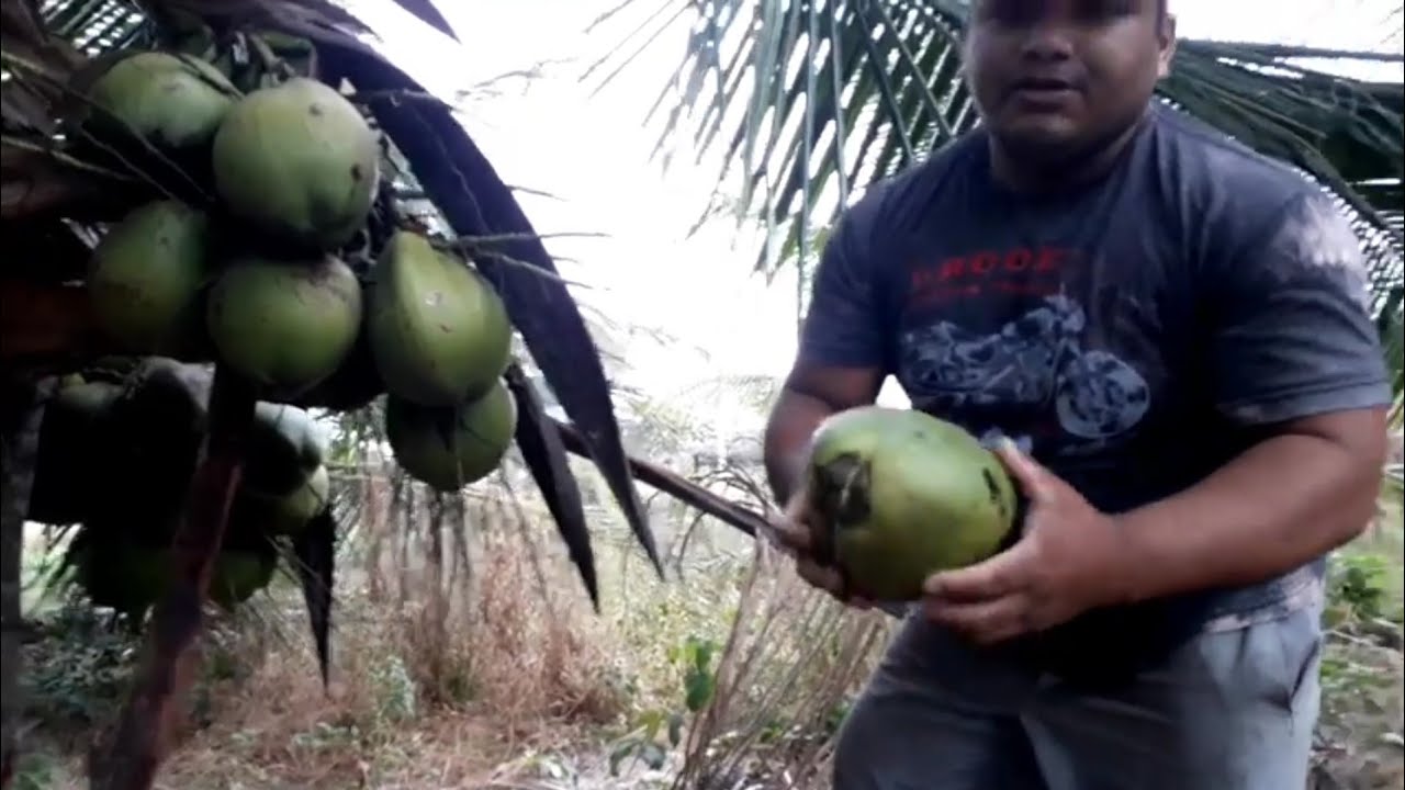 COMO SABER QUANDO O COCO ESTÁ SECO OU MADURO