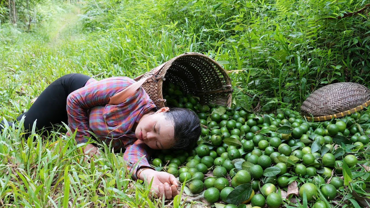 Harvesting Lemons to Sell at the Market - Cooking Food to Reserve For Pigs | Trieu Mai Huong.