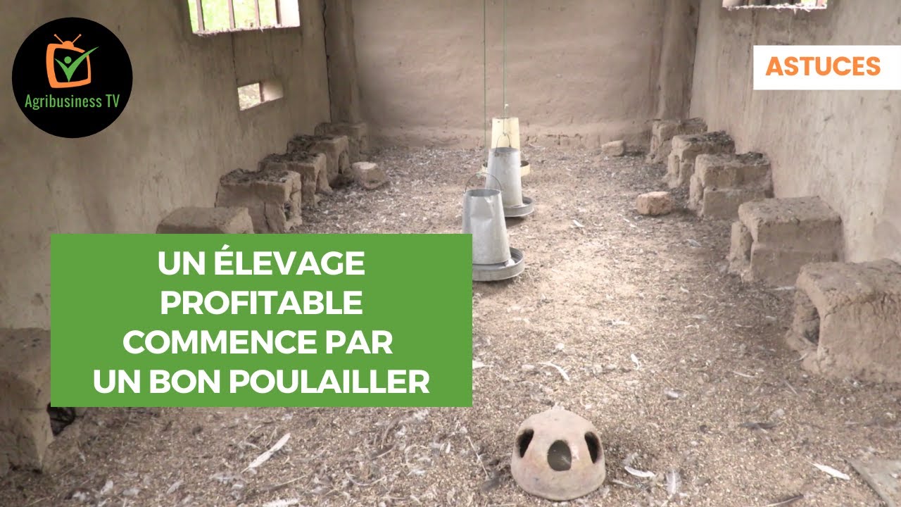 Astuces : Un élevage profitable commence par un bon poulailler