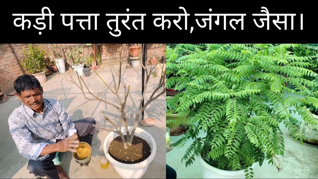 How to fast grow curry leaves plant ☘️ curry patta
