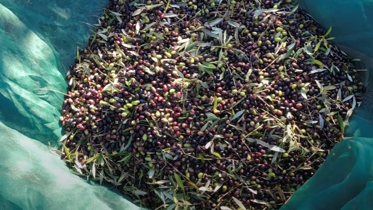 A minha vida no campo. Apanhar azeitona e podar o olival