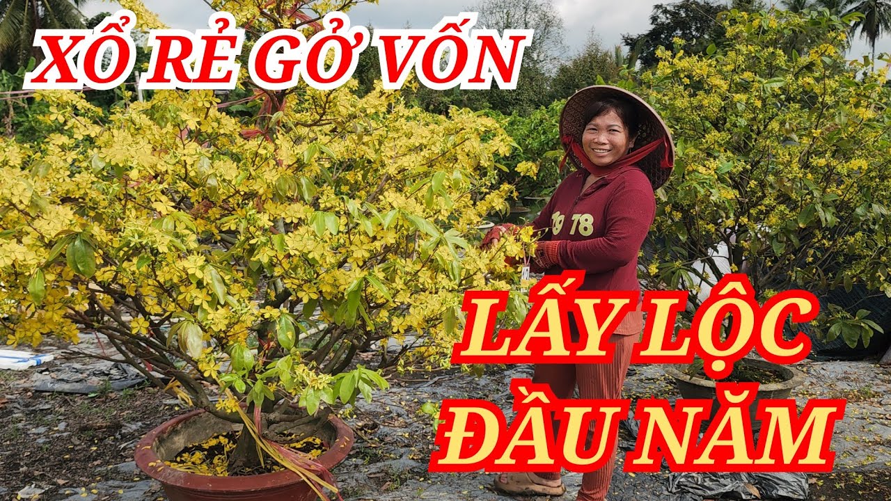 📞 XUYÊN 0347535763 MAI TÀNG HOA ĐẸP XỔ RẺ LẤY LỘC ĐẦU NĂM BAO SHIP 02/03/2026 | BẾN TRE ƠI