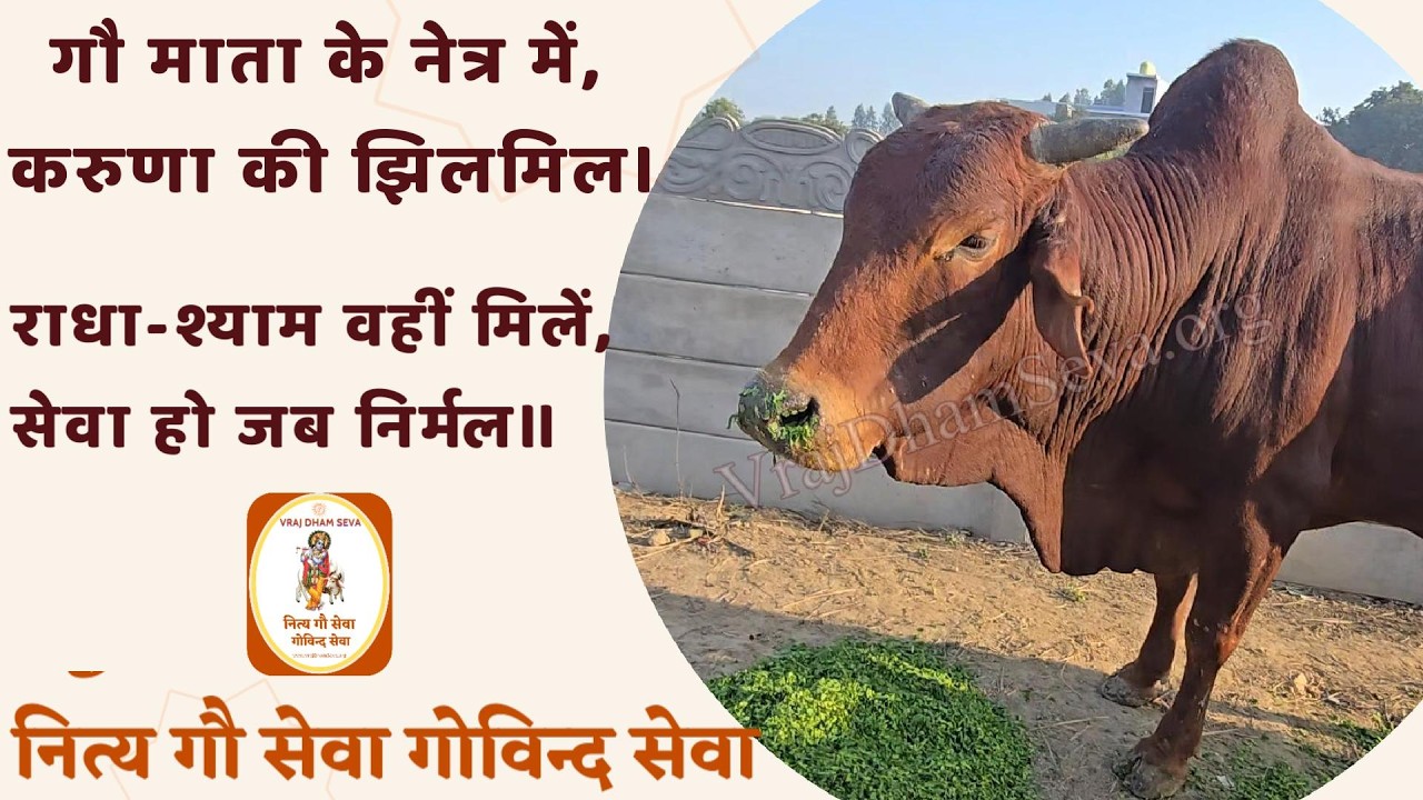 गौ माता के नेत्र में, करुणा की झिलमिल। राधा-श्याम वहीं मिलें, सेवा हो जब निर्मल॥ नित्य गाय सेवा