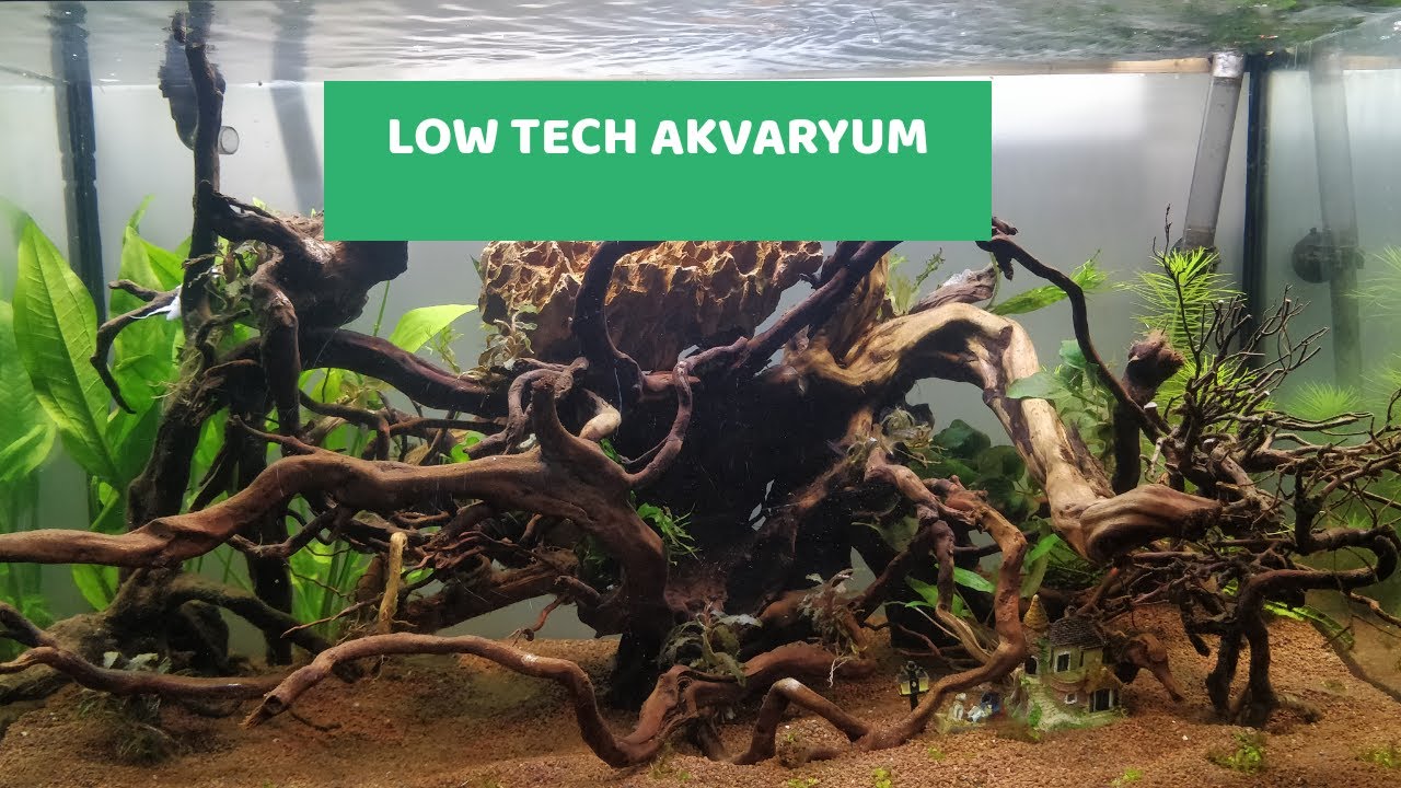 D&uuml;ş&uuml;k Destekli Low tech Akvarum Kurulumu  BİTKİLİ AKVARYUM