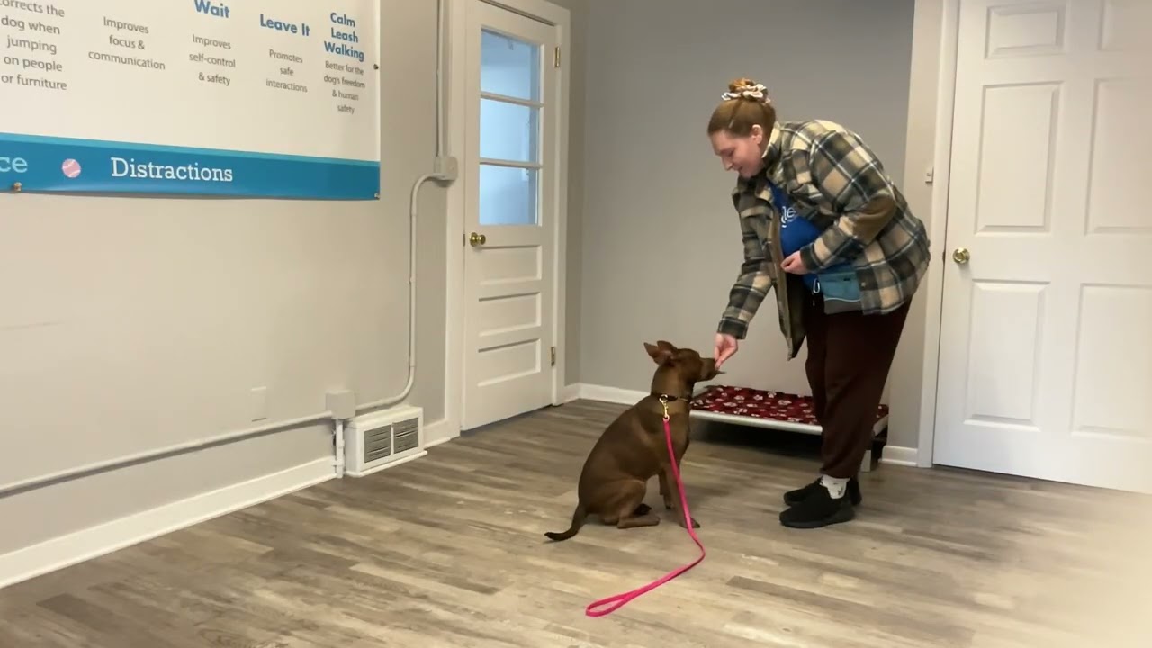 Lucy- Working on sit, down, place, come, and look