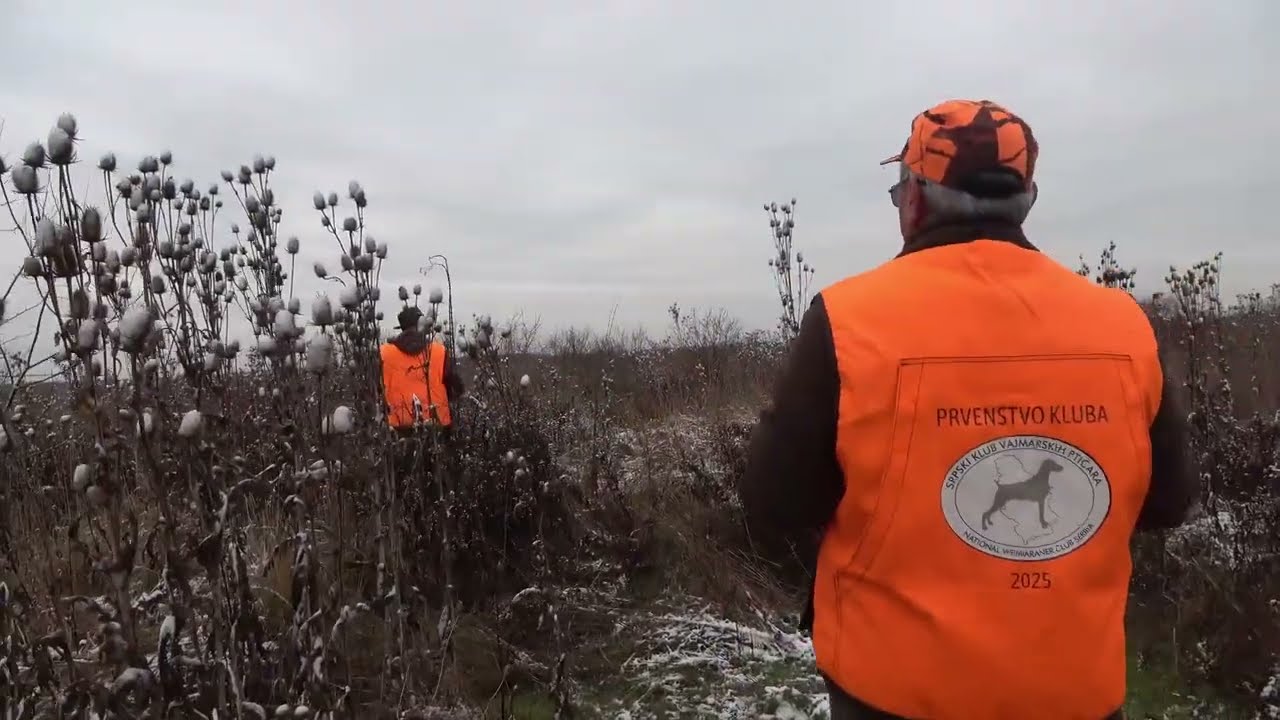 Bella aus Dantes Hölle - Kup za vajmarce (vajmarske ptičare)