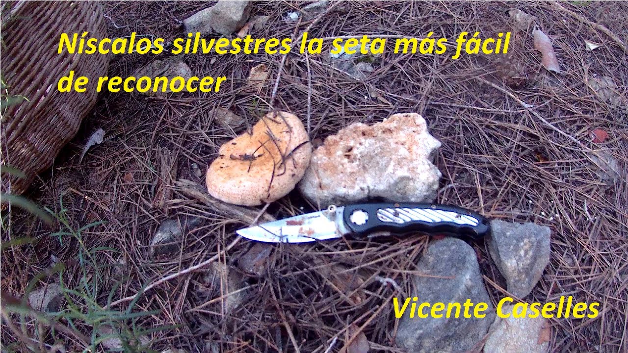 N&iacute;scalos la seta m&aacute;s f&aacute;cil de reconocer que puedes buscar si eres principiante como encontrarlos