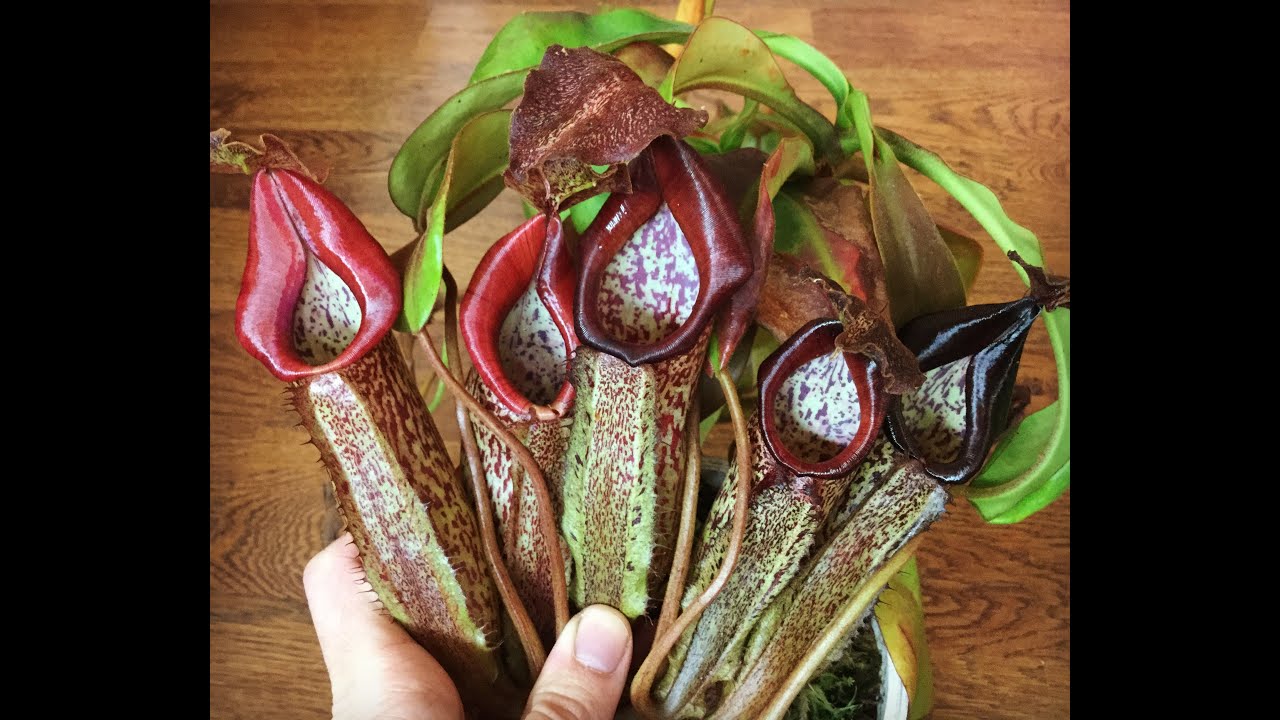 A Primer on Nepenthes