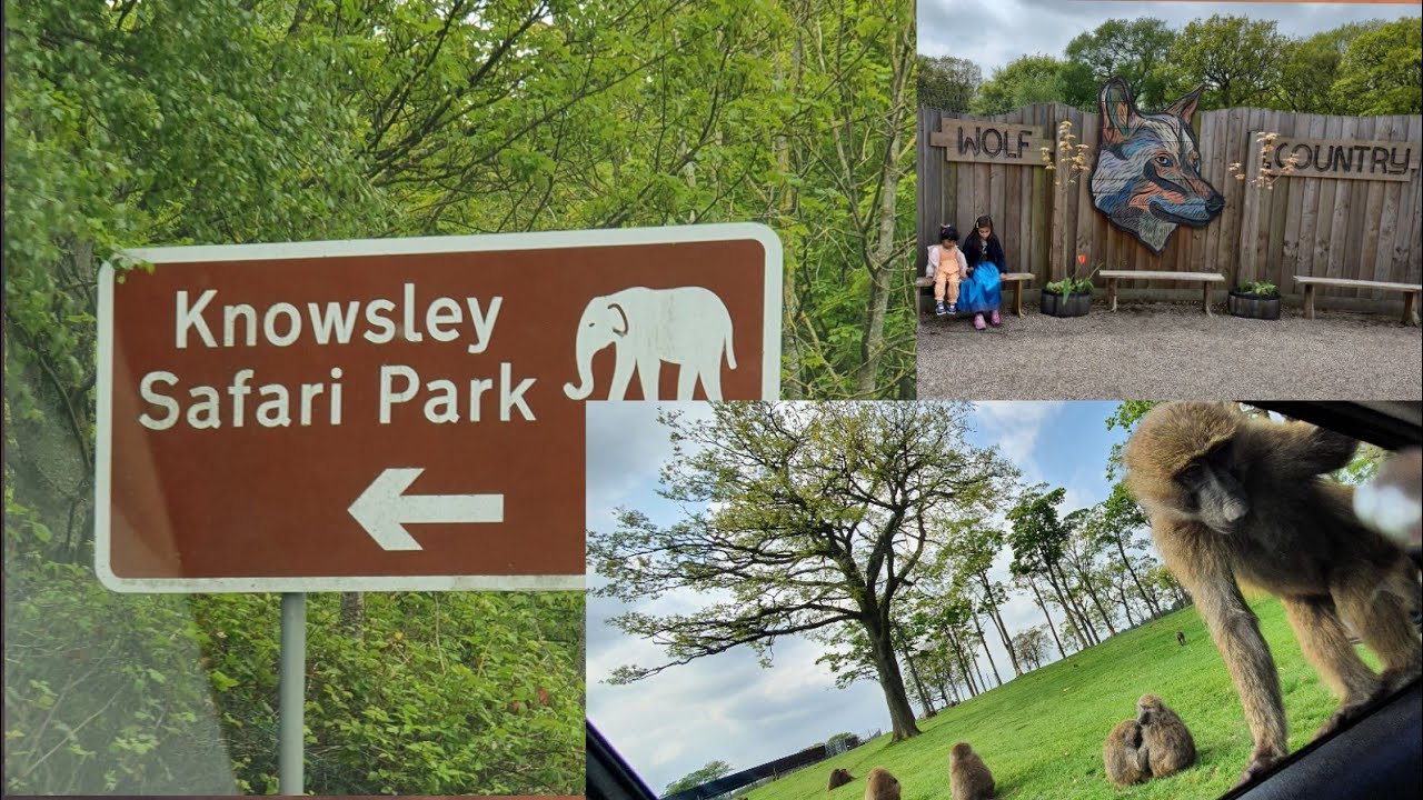 Knowsley Safari Park England//Monkey Attack on car