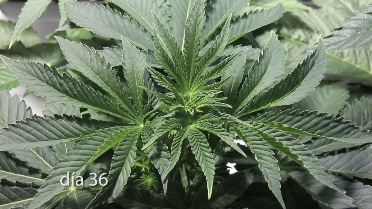 CAMBIO de FOTOPERIODO A FLORACI&Oacute;N EN CULTIVO de INTERIOR de MARIHUANA. Barraca 4