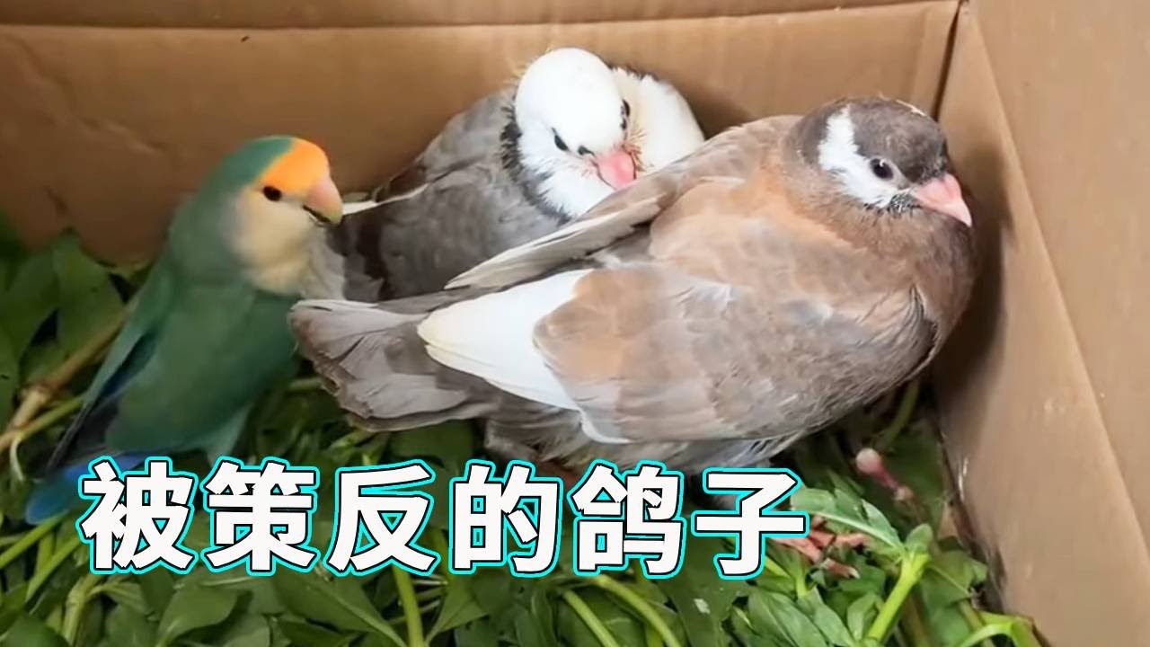 本来喂鸽子喂得好好的跟我挺亲的，结果鸽子爸爸一来就被策反了！这么多天的付出与时光终究是错付了😭【天下一场梦】