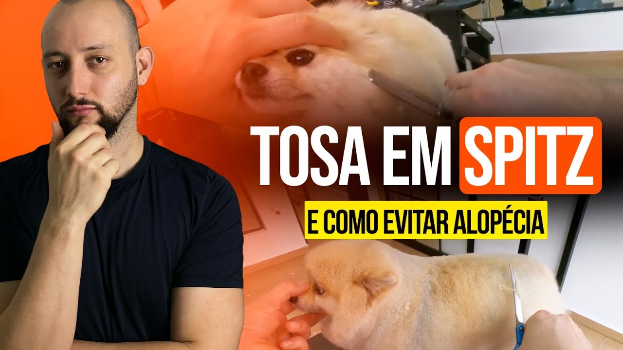 COMO FAZER TOSA EM SPITZ E COMO EVITAR PROBLEMAS DE ALOPECIA