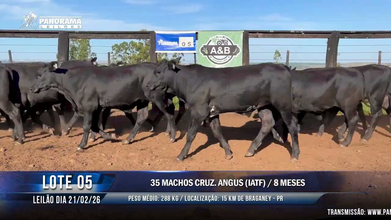 LOTE 05