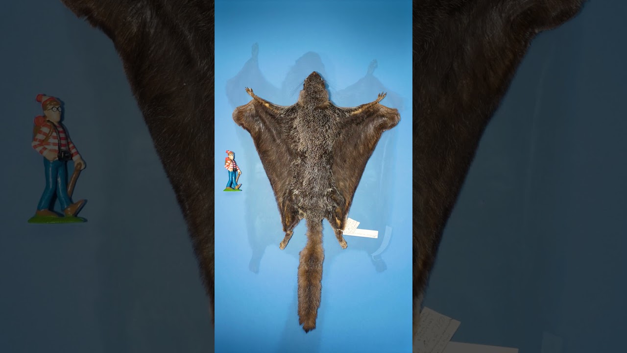 Smallest vs Largest Flying Squirrel
